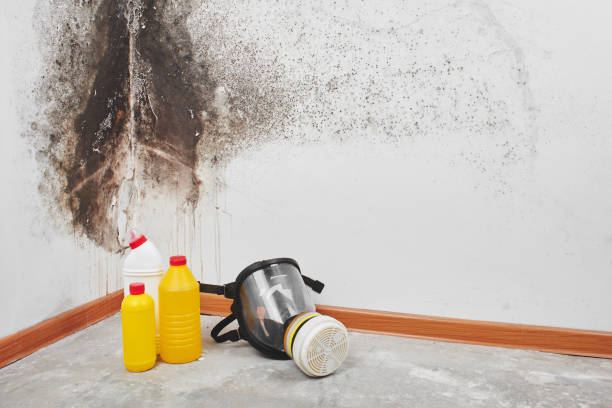 Best Toxic Mold Removal  in Westfield, PA