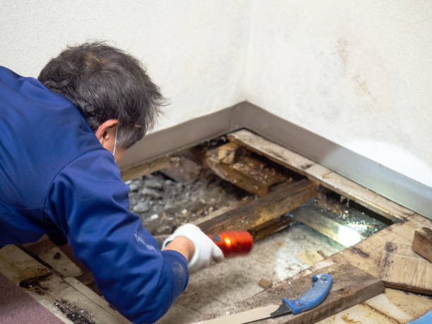 Best Water Damage Restoration  in Westfield, PA