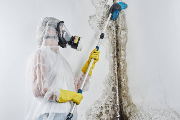 Best Mold Testing and Removal  in Westfield, PA
