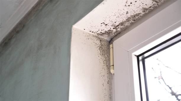 Mold Testing and Removal in Westfield, PA