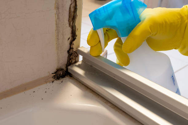 Best Mold Damage Repair  in Westfield, PA