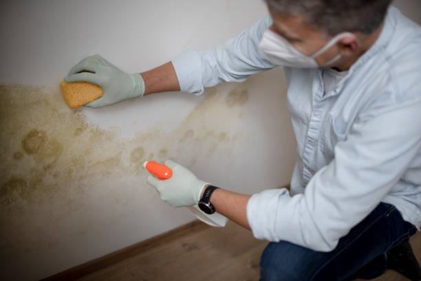 Best Crawl Space Mold Removal  in Westfield, PA