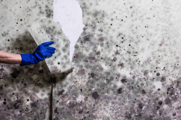 Professional Mold Removal in Westfield, PA